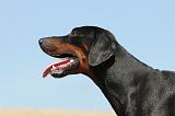 DOBERMANN 907